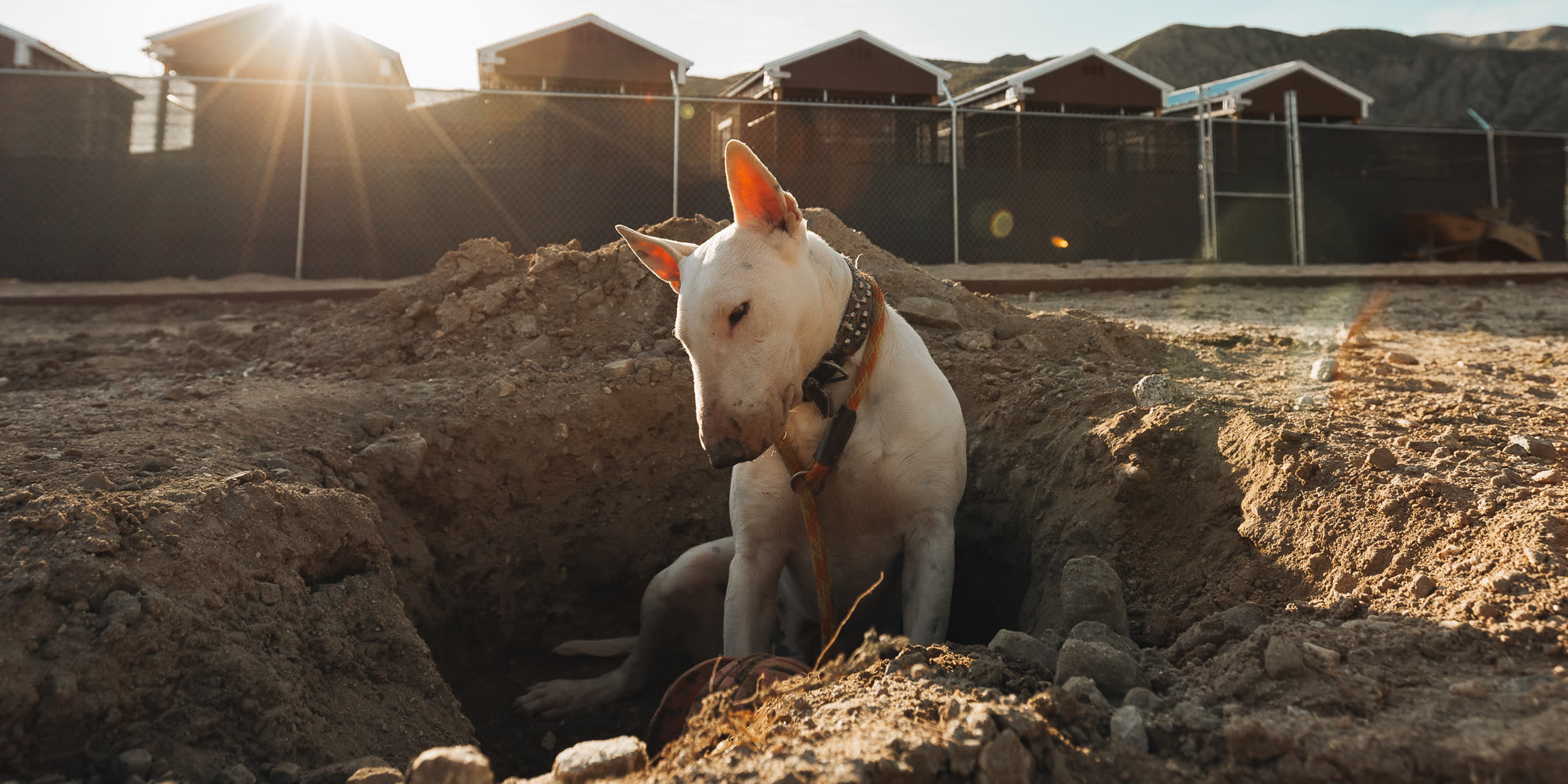 Bull terrier digging in a dirt yard with the sun flaring across a row of shelter kennels